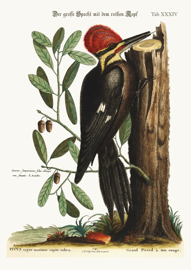 The larger red-crested Woodpecker from Mark Catesby
