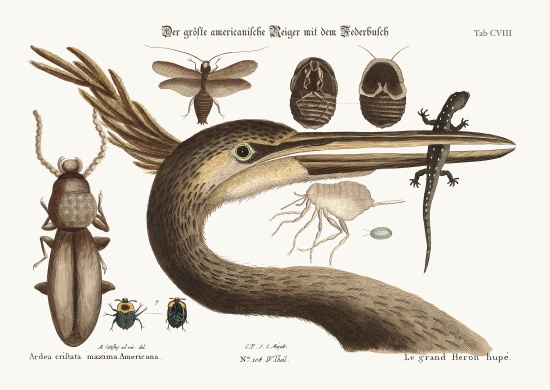 The largest crested Heron from Mark Catesby