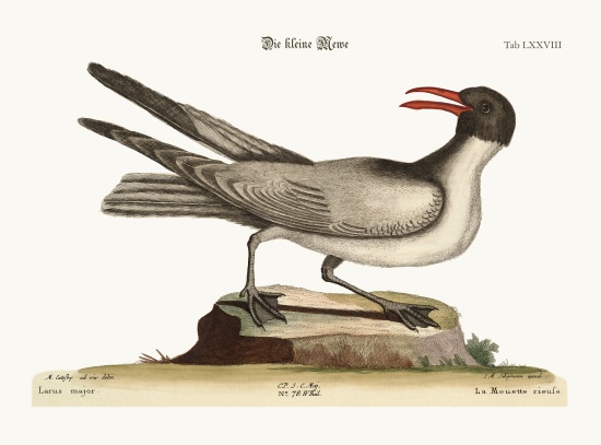 The Laughing Gull from Mark Catesby