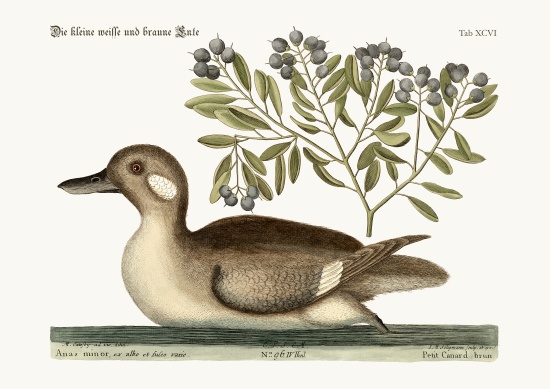 The little brown Duck from Mark Catesby