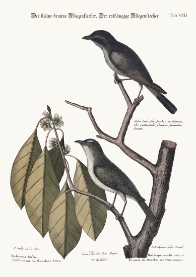 The little brown Flycatcher. The red-eyed Flycatcher from Mark Catesby
