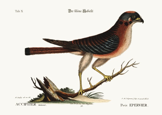 The little Hawk from Mark Catesby