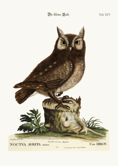 The little Owl from Mark Catesby