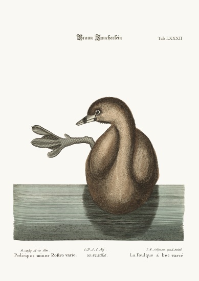 The Pied-Bill Dobchick from Mark Catesby