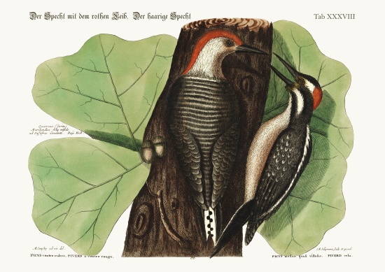 The red-bellied Woodpecker. The hairy Woodpecker. from Mark Catesby