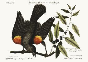 The red-winged Starling