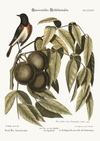 The Redstart from Mark Catesby