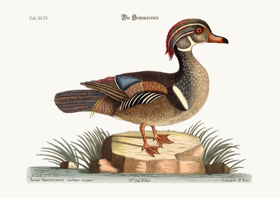 The Summer Duck from Mark Catesby