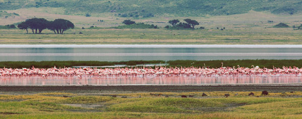Flamingos from Lucas Martin