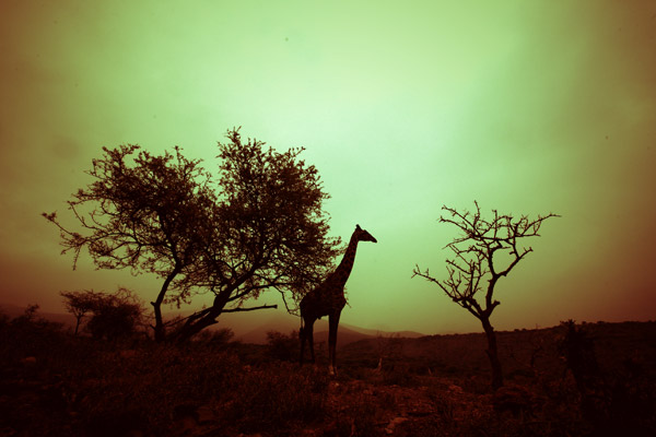 Giraffe (1) from Lucas Martin