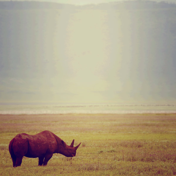 Rhino from Lucas Martin