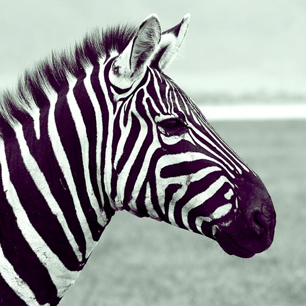 Zebra (1) from Lucas Martin