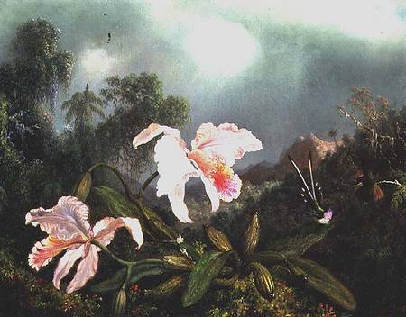 Jungle orchids and hummingbirds from Martin Johnson Heade