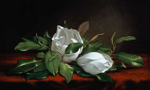 Magnolien from Martin Johnson Heade