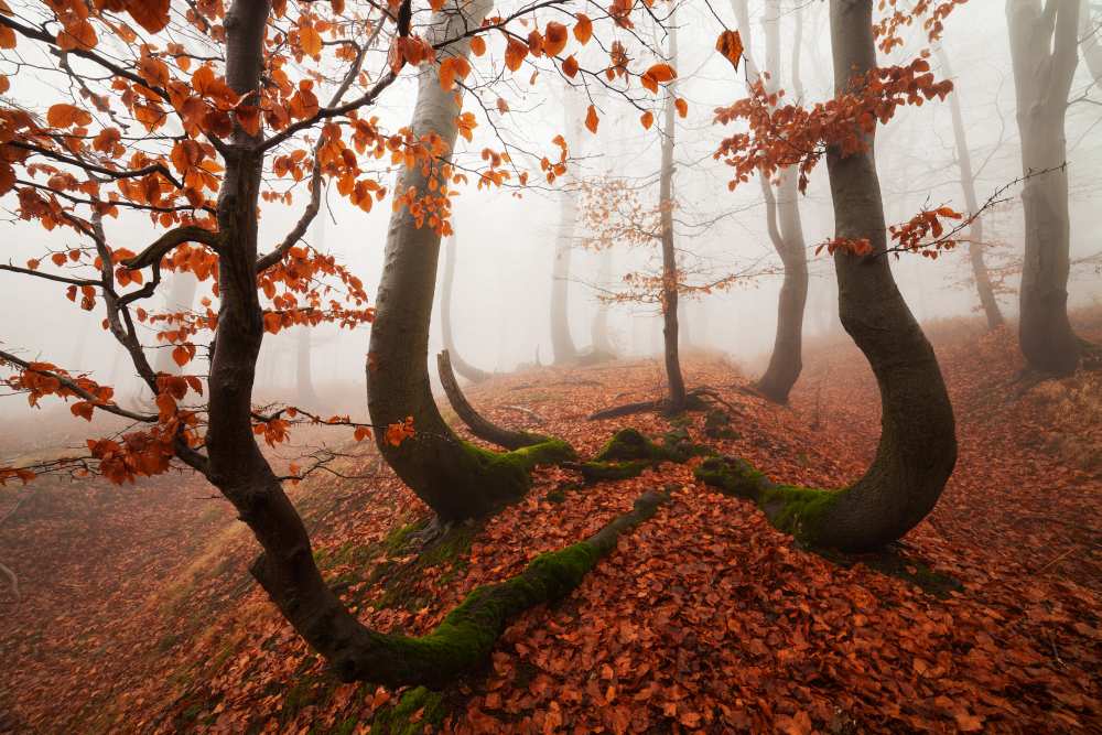 Fairytale Forest from Martin Rak
