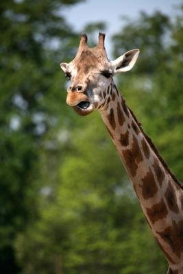 Giraffe from Martina Berg