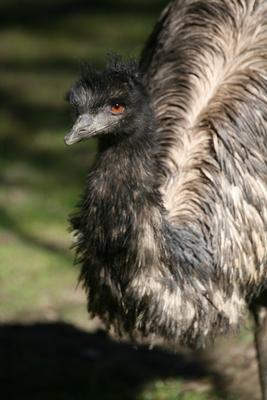 Großer Emu