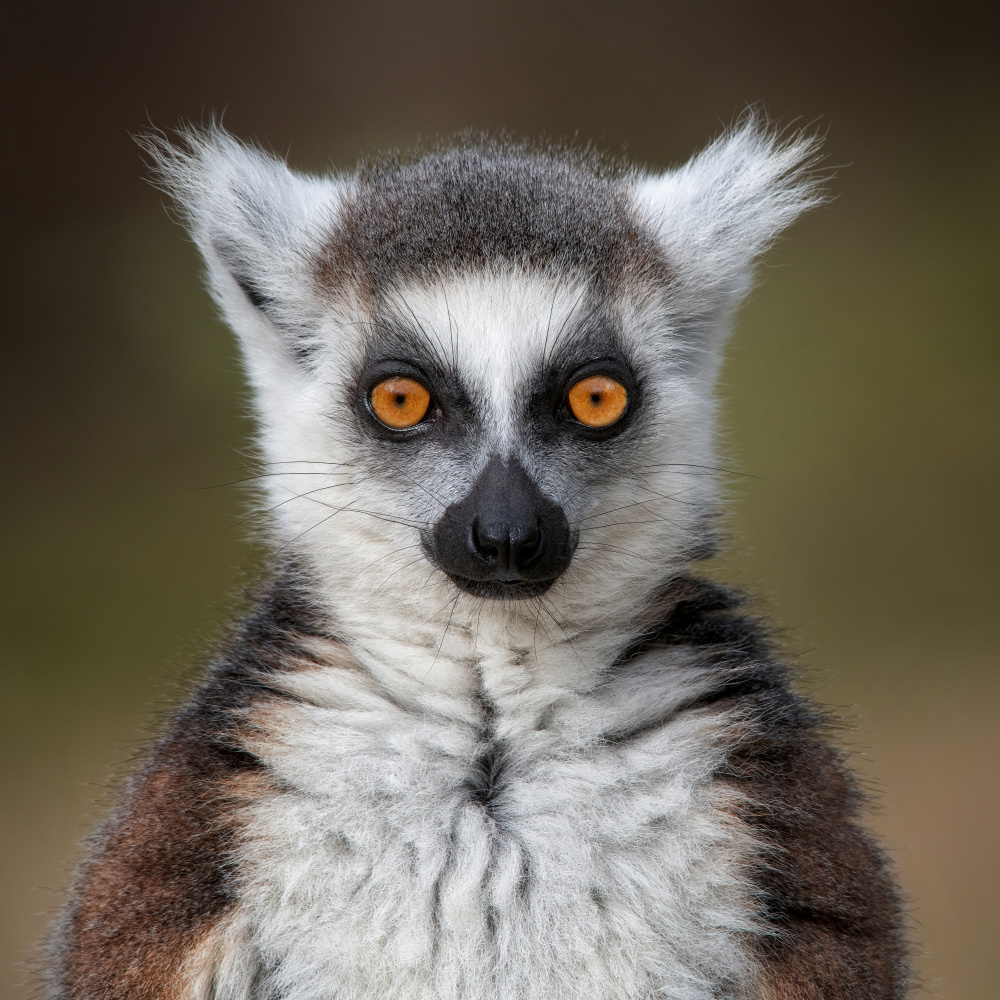 Maki Catta - Lemur catta from Mathilde Guillemot
