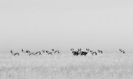 Sentinel gazelles