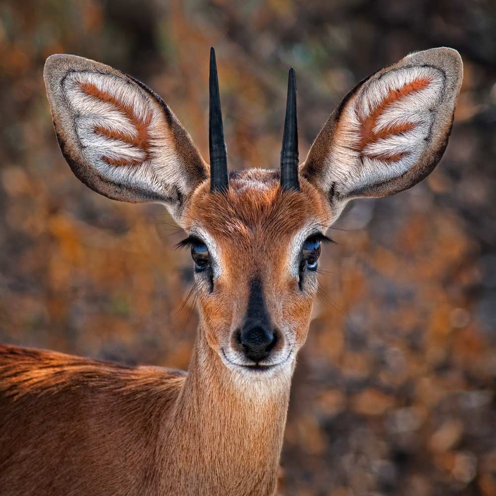 Steenbok, one of the smallest antelope in the world from Mathilde Guillemot