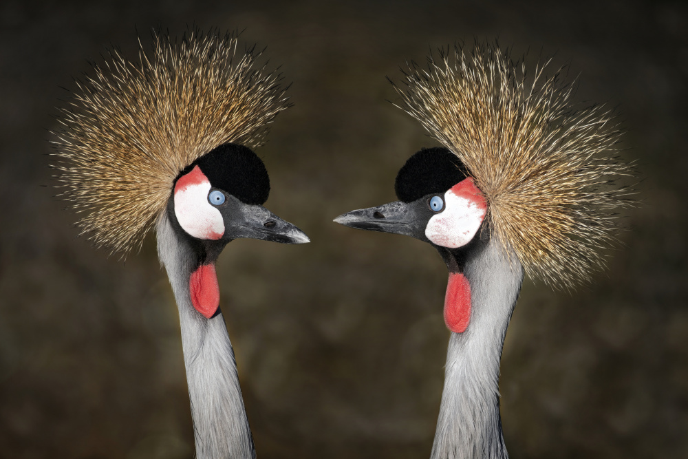 Grey Crowned Cranes Appointment from Mathilde Guillemot