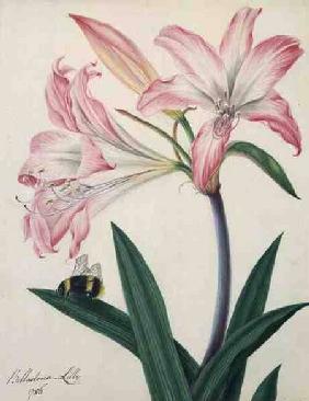 Lilium Belladonna and Bee
