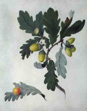 Quercus (w/c and gouache over pencil on vellum)