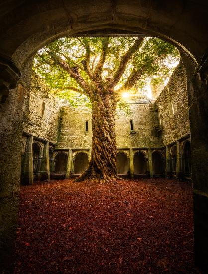 &quot;Muckross Abbey - Tree of Life&quot;