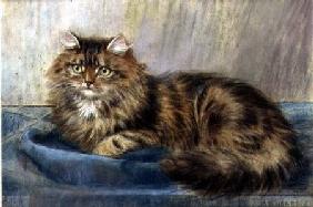 Persian Cat (pastel)