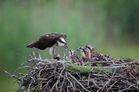 Feeding Time