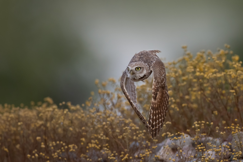 Burrowing Owl from Max Wang