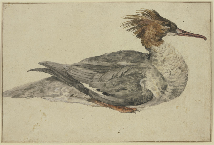 Liegende Ente mit brauner Haube, rotem Schnabel und Füßen from Melchior de Hondecoeter