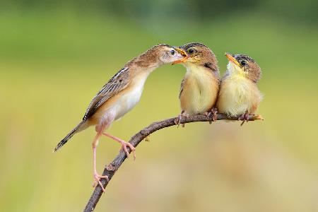 Bird Feeding Babies