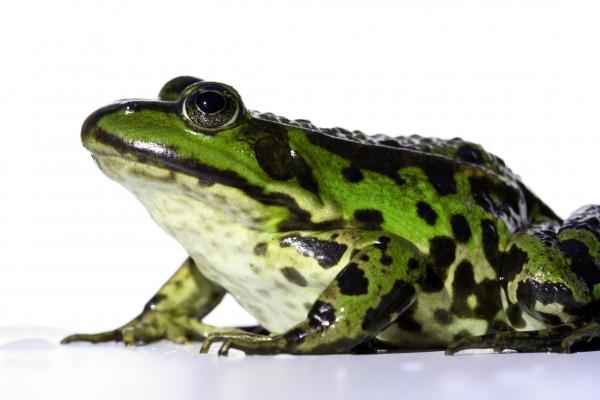 frosch from Michael Kempf