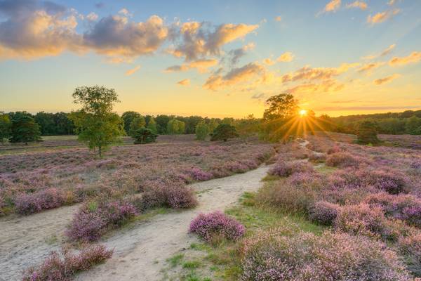 Sonnenuntergang in der Westruper Heide bei Haltern am See from Michael Valjak