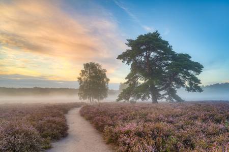 Morgennebel in der Westruper Heide