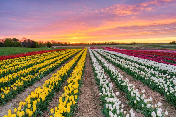 Tulpenfeld im Rheinland bei Sonnenaufgang from Michael Valjak