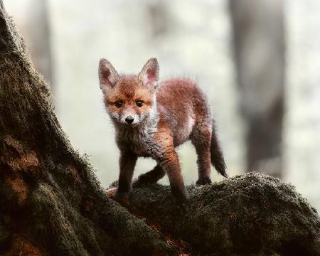 Little red fox