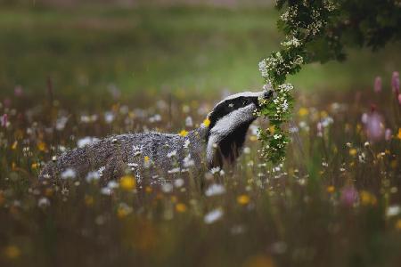 Curious badger