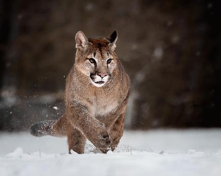 Cougar on snow