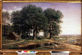 An oak grove