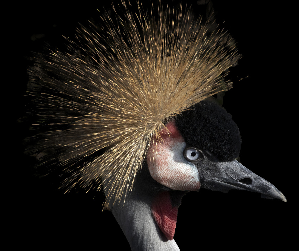 Crowned crane from Michel Romaggi