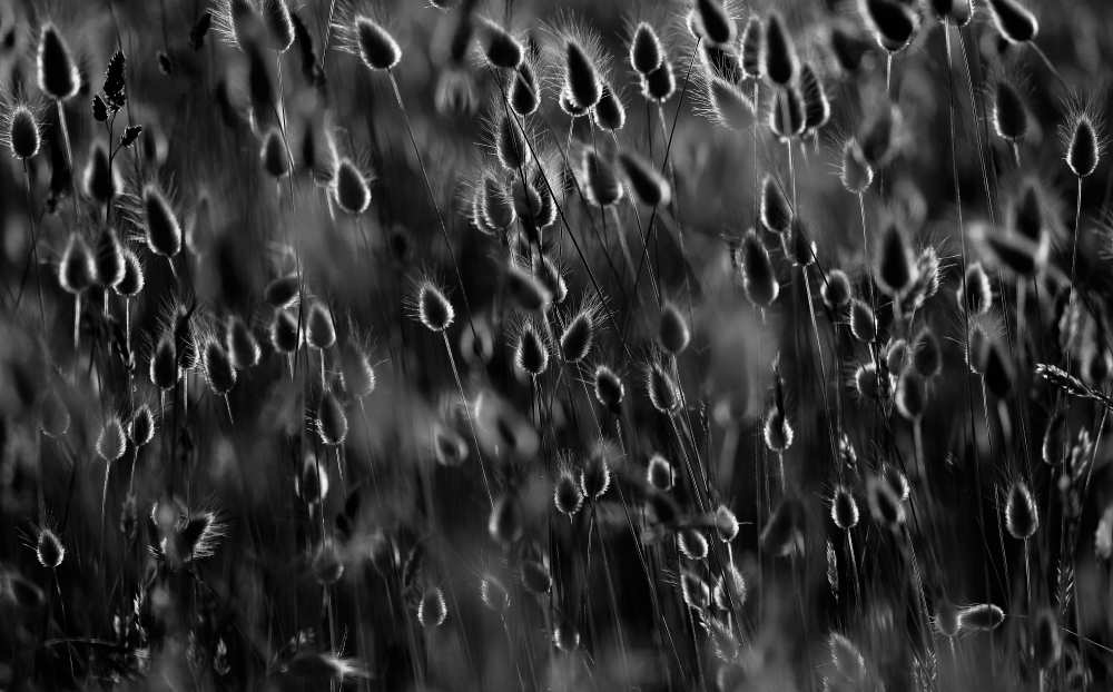 Just as drops of light from Michel Romaggi