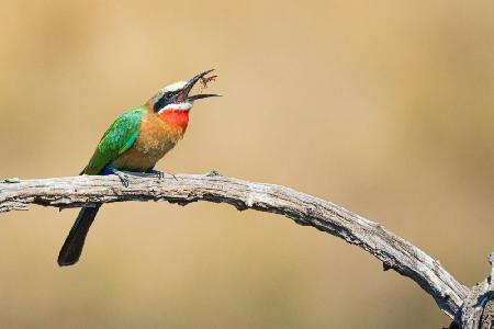 Bee eater, eating a bee