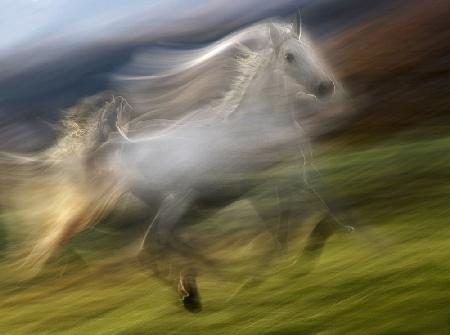 gallop in the wind