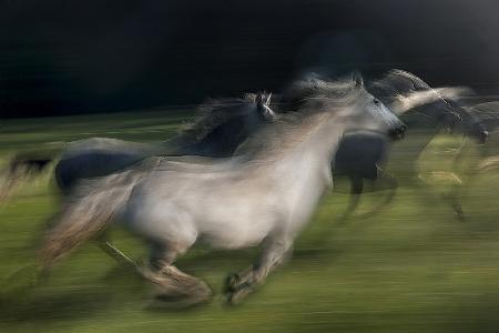 in gallop