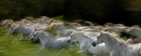 in gallop