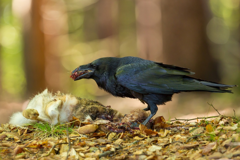Common Raven from Milan Zygmunt