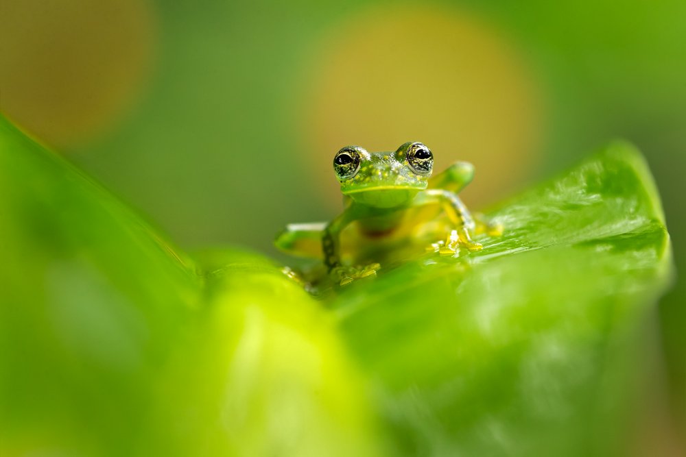 Cascade Glass Frog from Milan Zygmunt