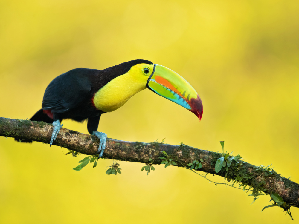 Keel-billed toucan from Milan Zygmunt